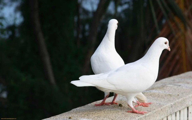 Beautiful Birds Wallpapers