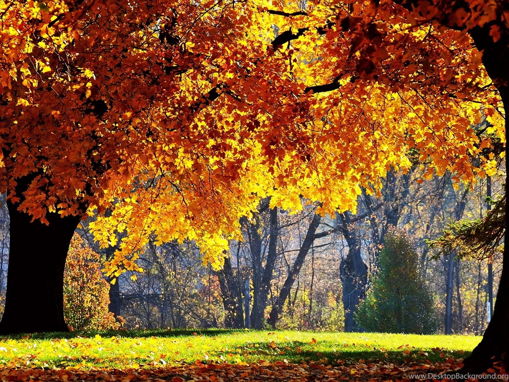 Natural Scene Wallpapers, Yellow Leaves Under The Sun's Glow ...