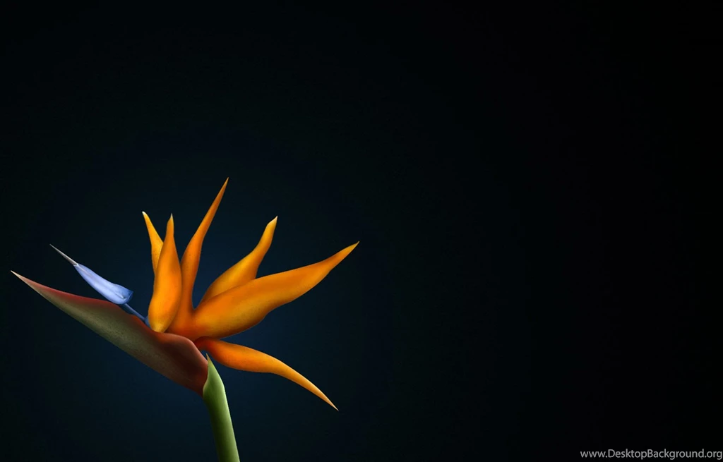 Top 5 Bird Of Paradise Flowers HD Desktop Wallpapers Free Download