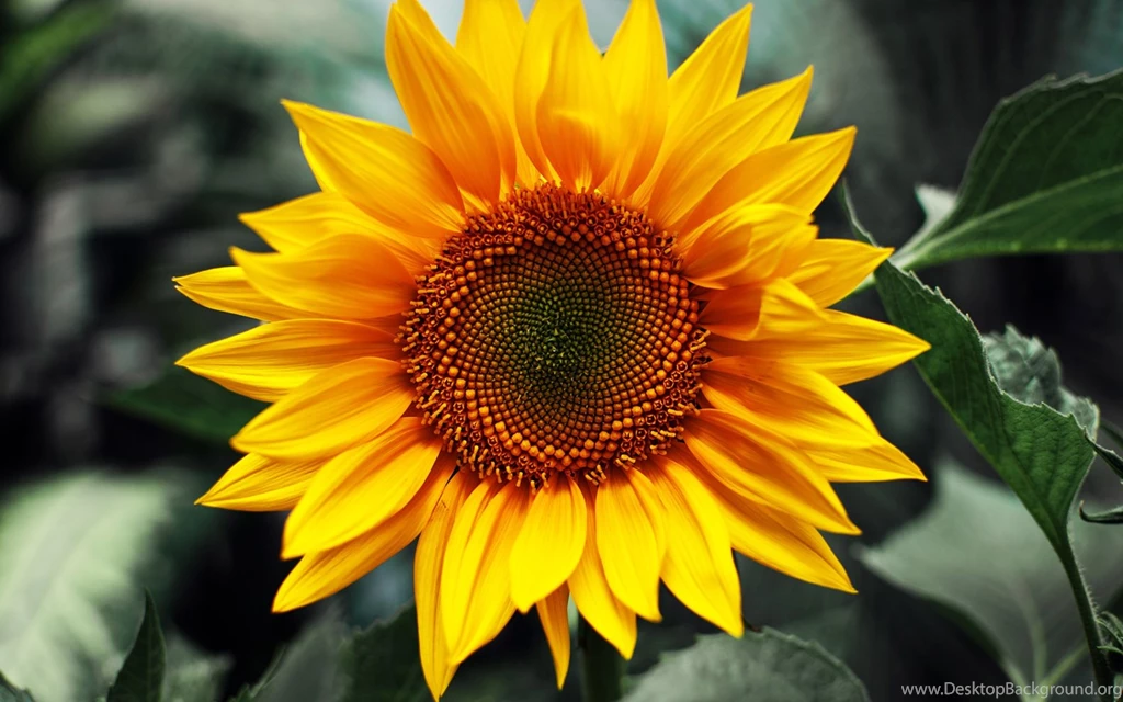 Top 5 Sunflower Flowers HD Desktop Wallpapers Free Download ...