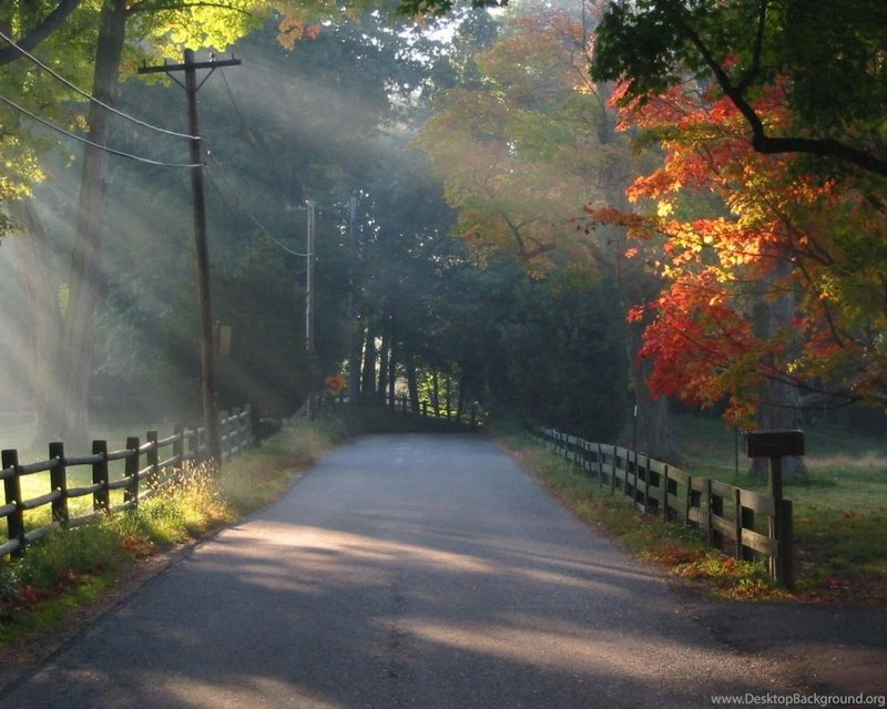 Fence Road Somewhere To Go – Nature Forests HD Desktop Wallpapers