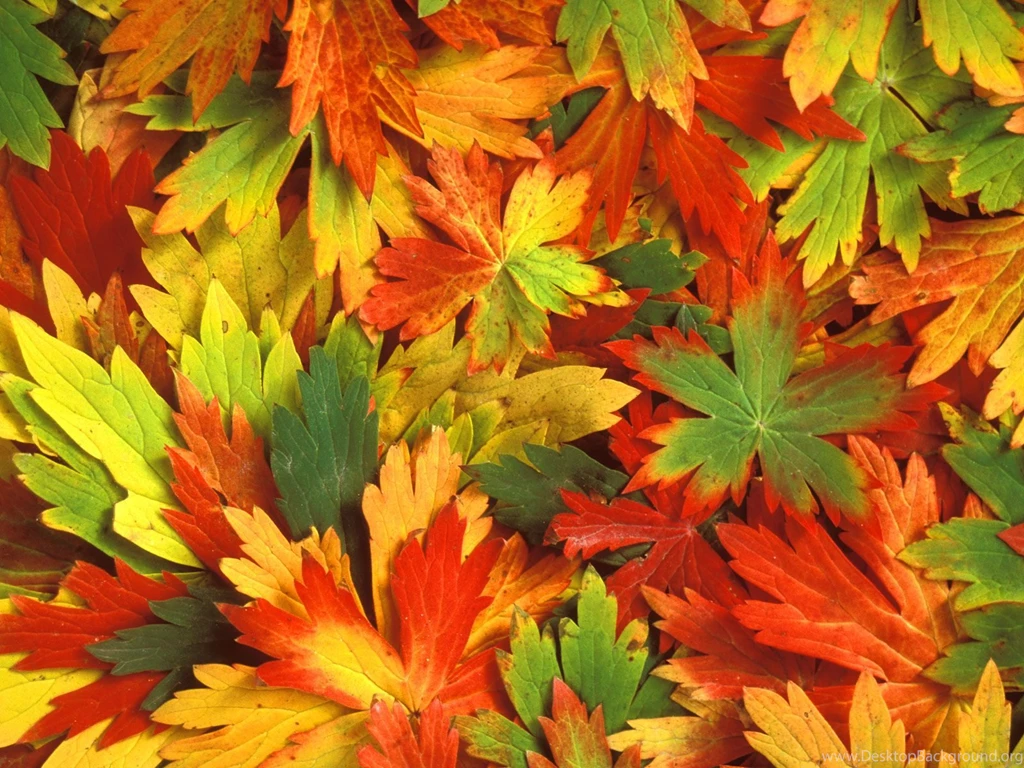 Kaleidoscope Of Fall :: Autumn Scene Wallpapers :: ShareWallpapers