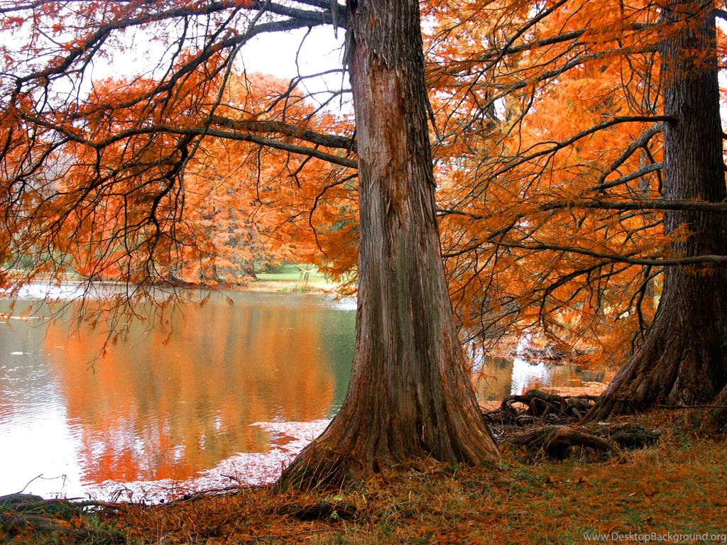 Beautiful Natural Landscape, Pacific Lake, Yellow Leaves Reflect ...