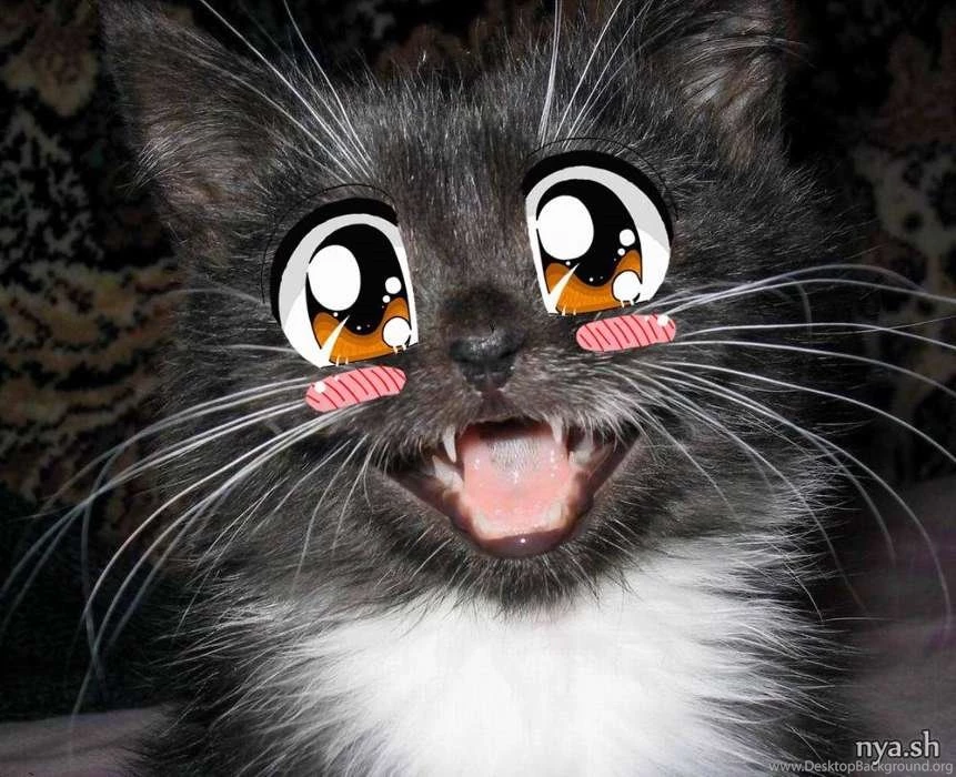 Download Mobile Wallpaper: Funny, Anime, Animals, Cats, Free. 14883.