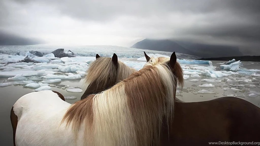 Horse HD Wallpapers 2012