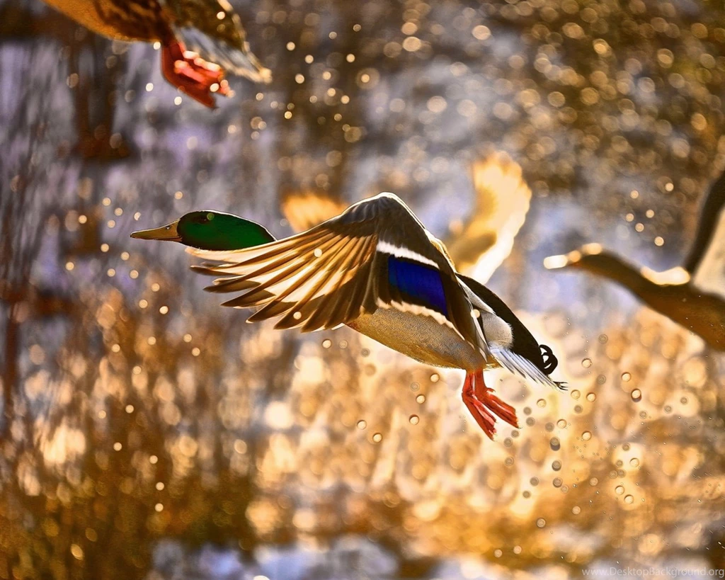 1280x1024 Flying Ducks Wallpapers