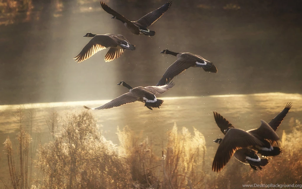 Birds Ducks Nature