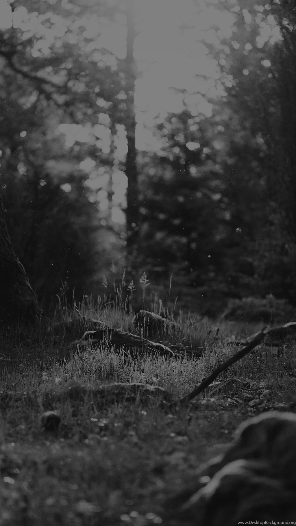 Black And White Forest Nature Eerie