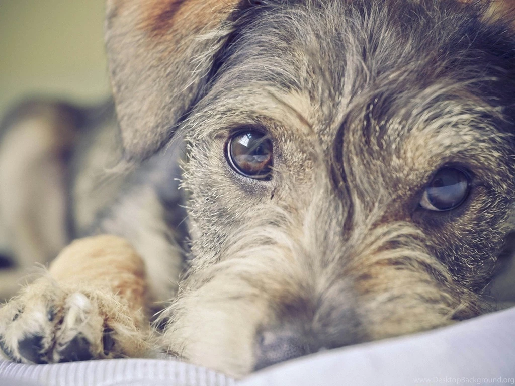 Wallpapers Schnauzer Wallpapers Free Wallpapers Schnauzer ...