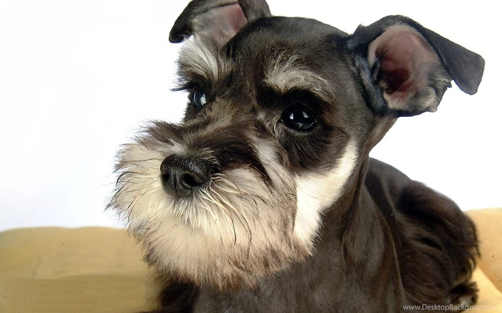 Schnauzer Black 1440x900 Wallpapers,Schnauzer 1440x900 Wallpapers ...