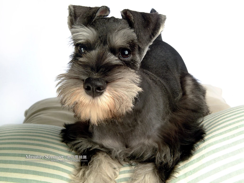 1600*1200 Miniature Schnauzer Puppies Photos Mini Schnauzer ...