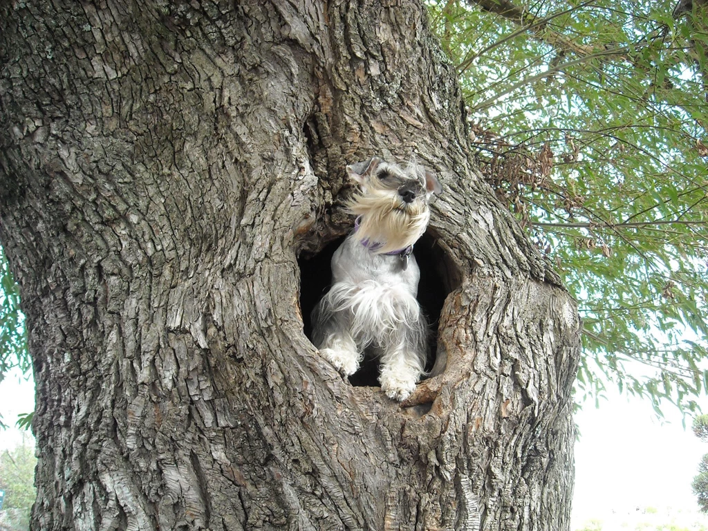 Miniature Schnauzer My Doggy Rocks