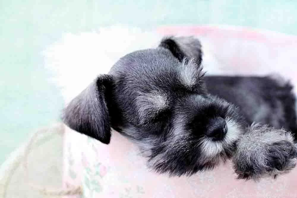 Mini Schnauzer Wallpapers Android Apps On Google Play