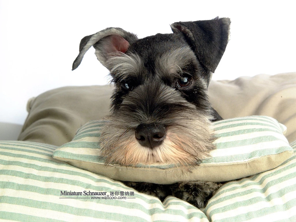 1600*1200 Miniature Schnauzer Puppies Photos Mini Schnauzer ...