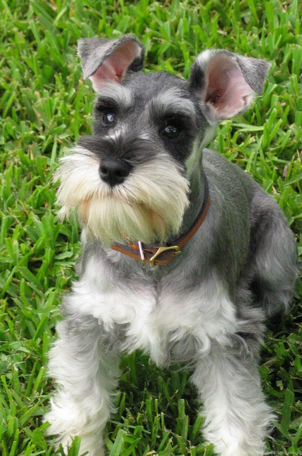 Schnauzer, Standard Photos And Wallpapers. The Beautiful Schnauzer ...
