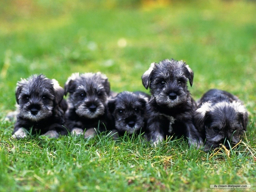 Puli Und Pumi: Miniature Schnauzer