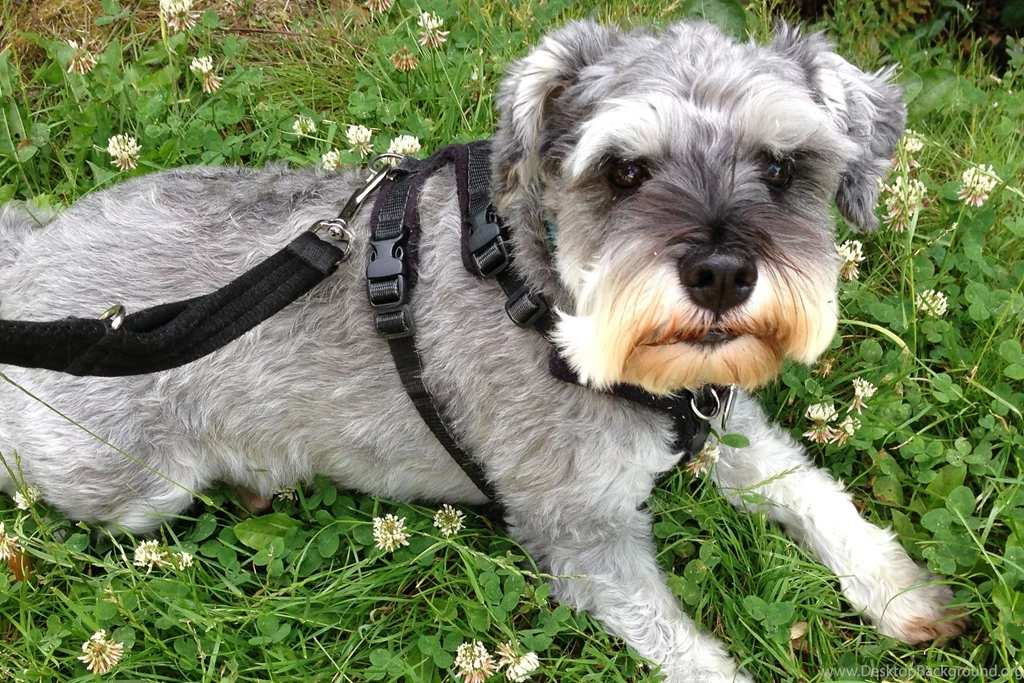 Miniature Schnauzer My Doggy Rocks