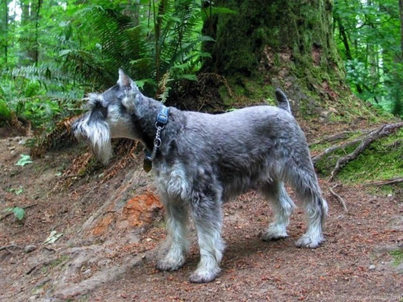 Miniature Schnauzer Desktop Wallpapers