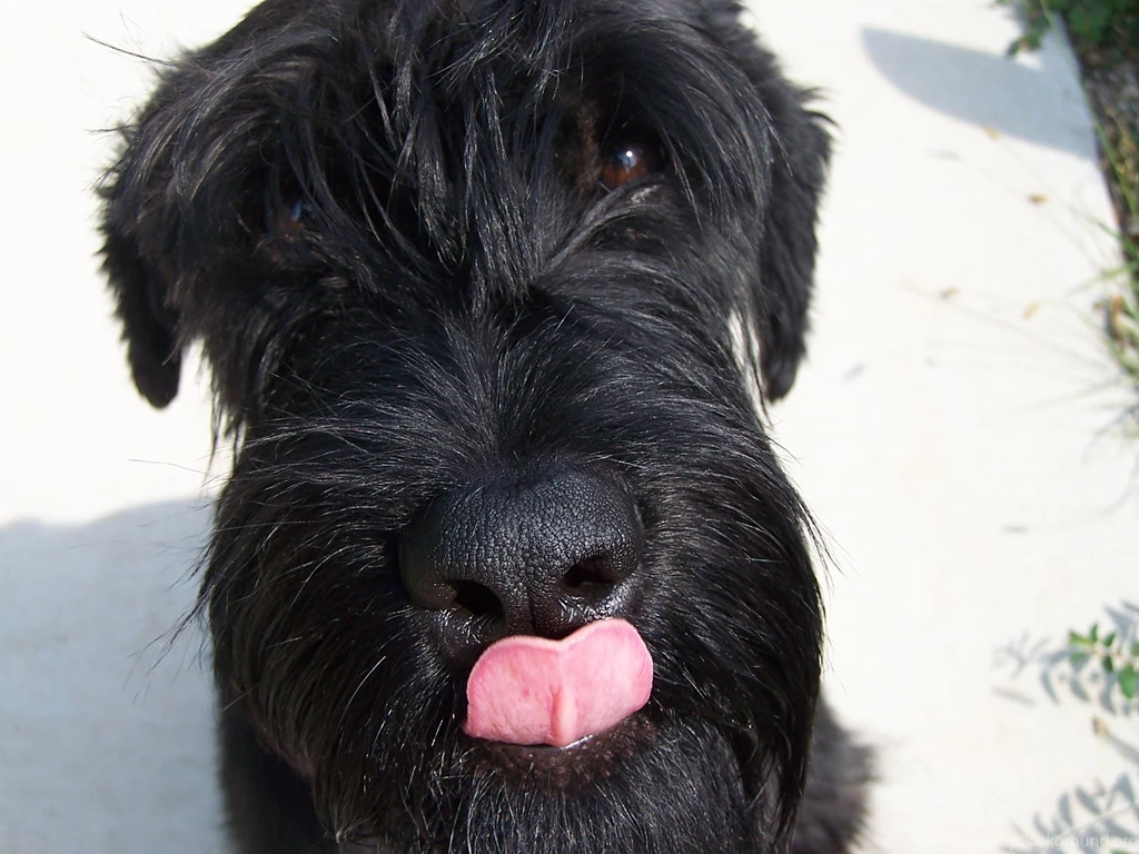 Giant Schnauzer Dog Face Photo And Wallpaper. Beautiful Giant ...