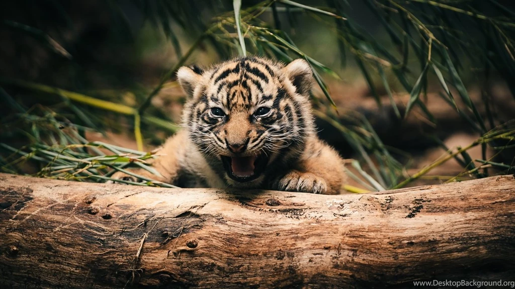 1280x720 Tiger Cub Hd Wallpapers