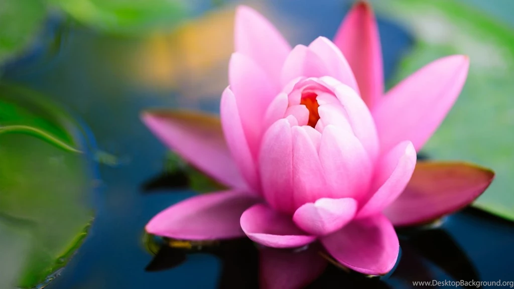 1280x720 Pink Water Lily Hd Wallpapers