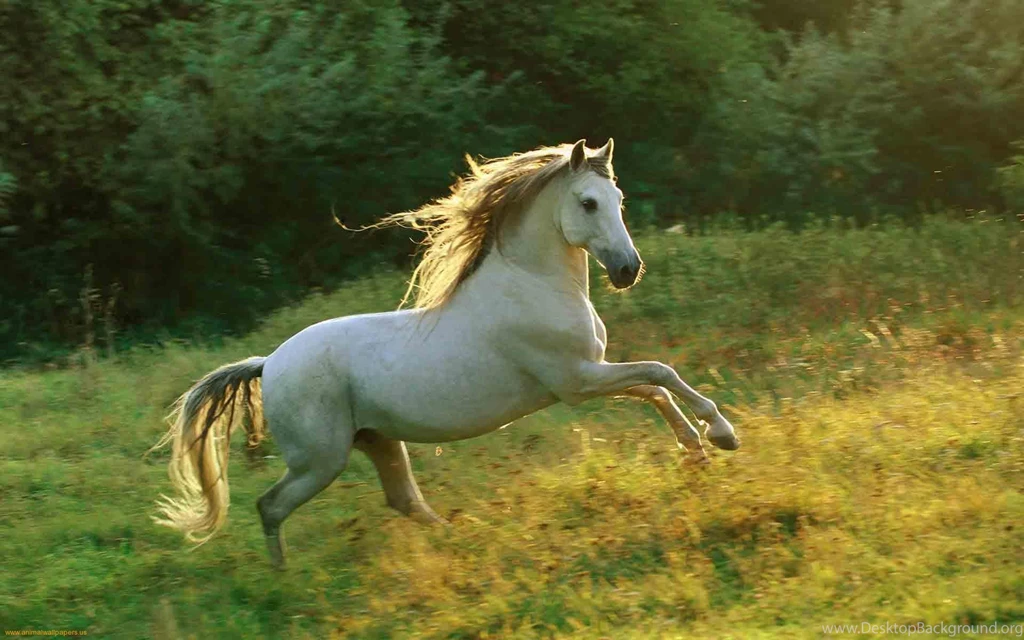 Beautiful Horses Running Wallpapers HD Resolution Kemecer.com