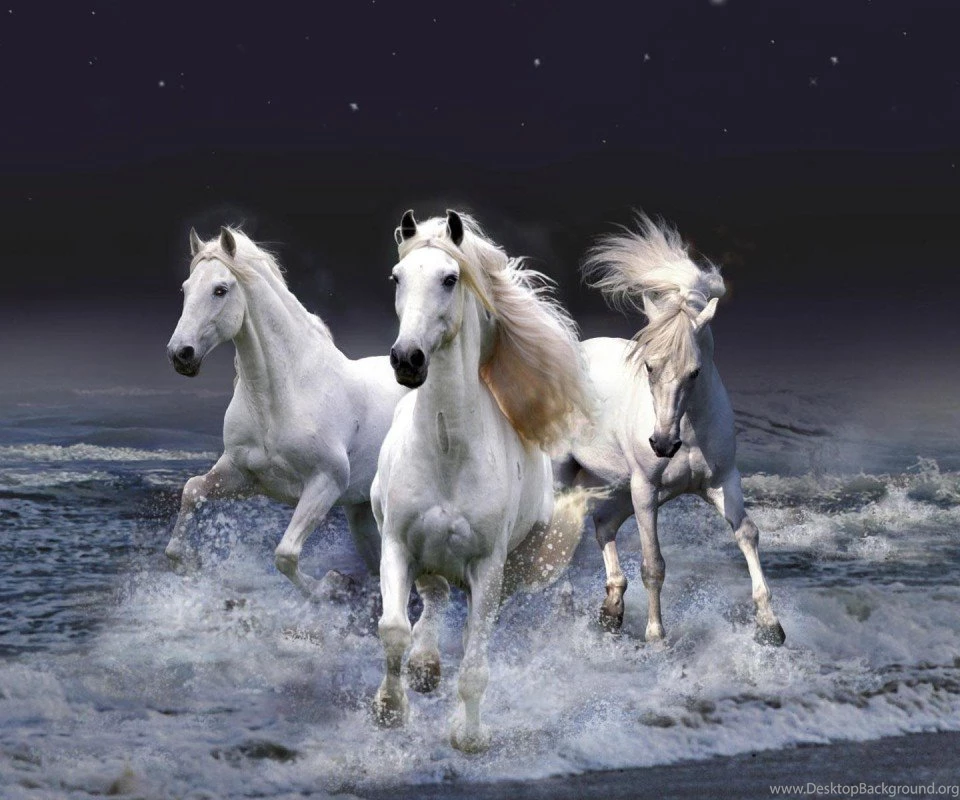 Beautiful Horses Wallpapers HD Wallpapers Pretty