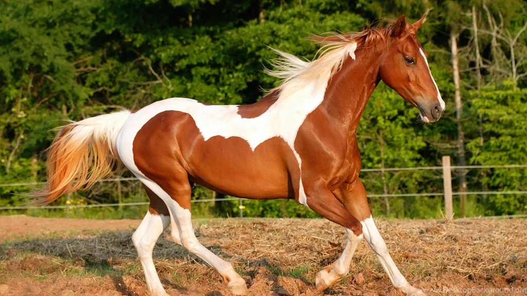 Horses Romp Wallpapers