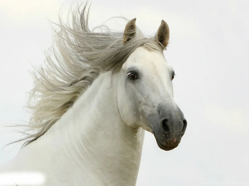 Horses Beautiful Horse – Animals Horses HD Desktop Wallpapers
