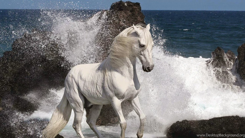 Beautiful And Dangerous Animals/Birds Hd Wallpapers