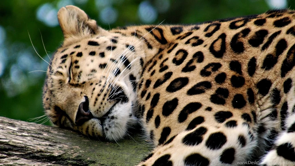 Wednesday 12th August 2015 01AM 2560x1600px Leopard Desktop ...