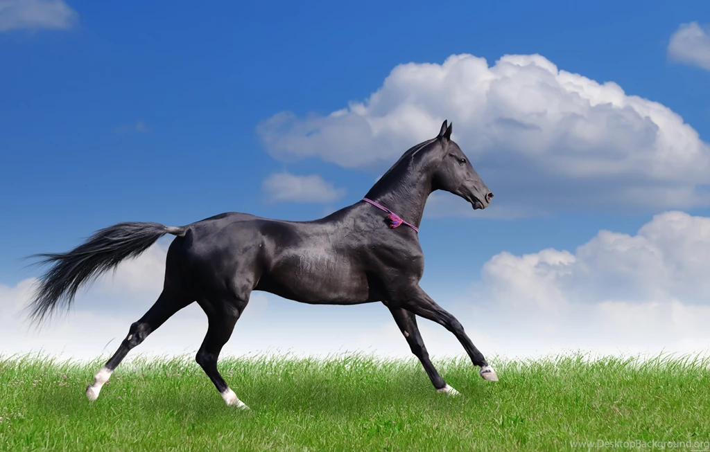 Horse And Hound Prints