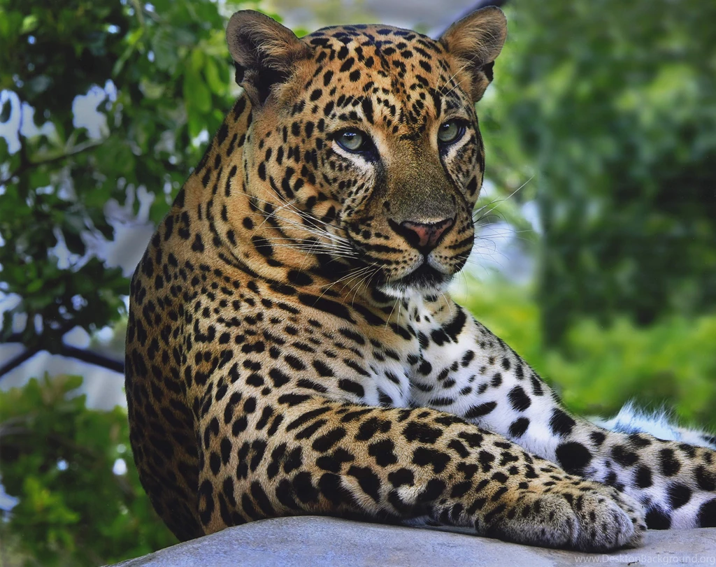 Free Animal Wild Leopard Wallpapers HD For Desktop Animal