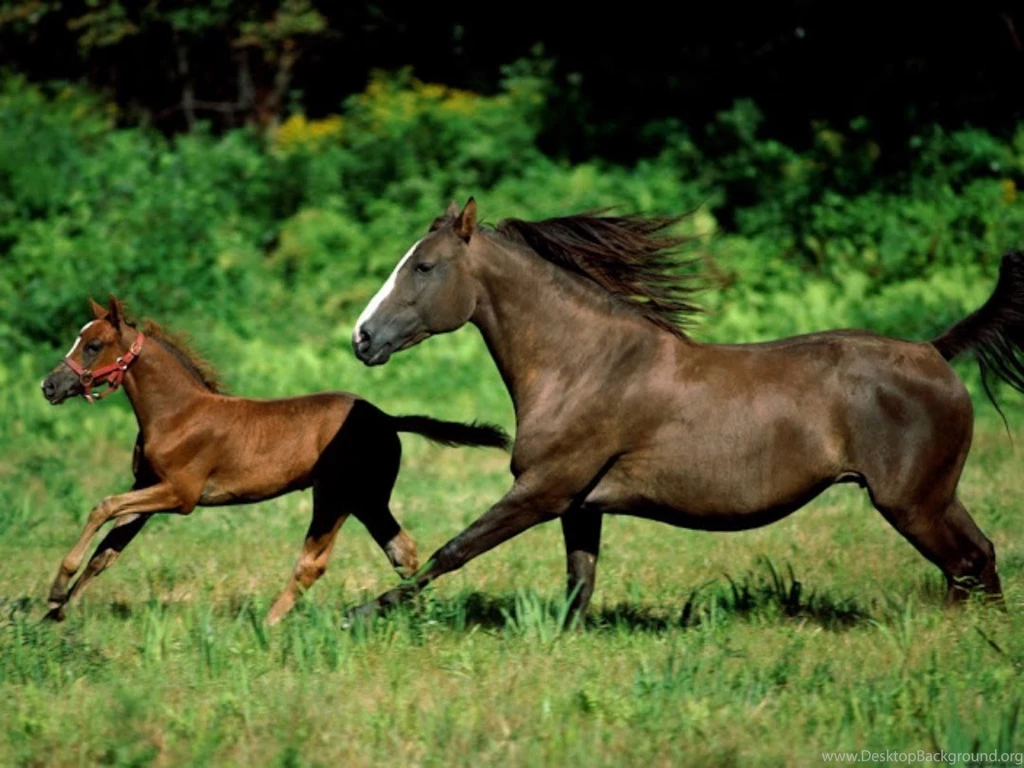 Horse Wallpapers Hd Pictures Free Download