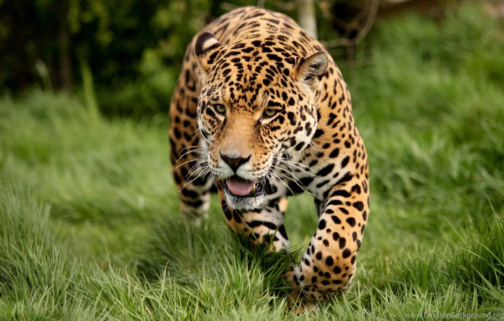 Animal Leopard Running Hd Desktop Free Wallpapers
