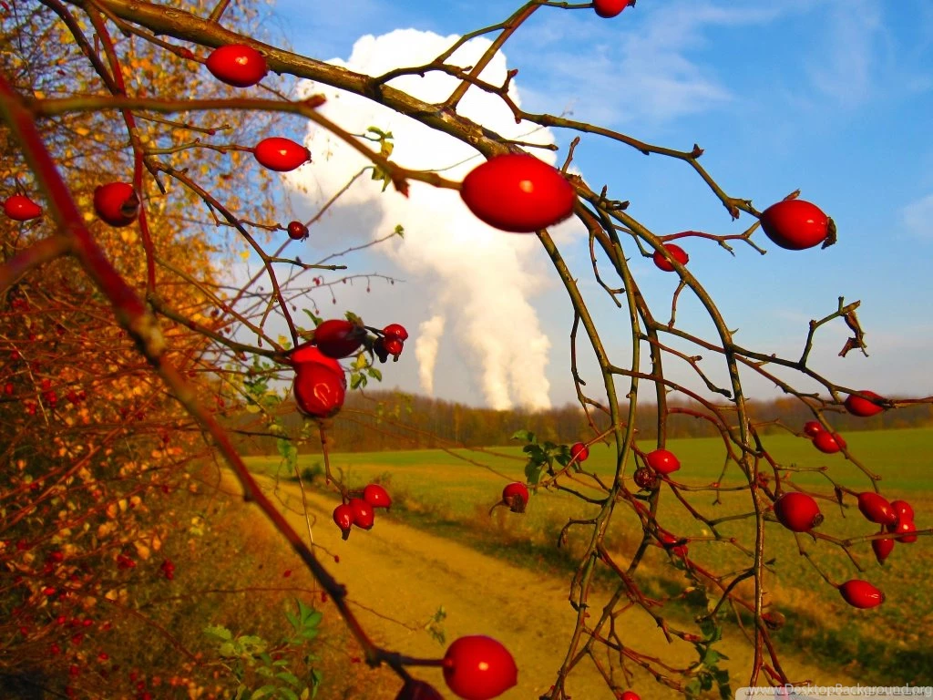 Rose Hips HD Desktop Wallpapers : Widescreen : High Definition ...