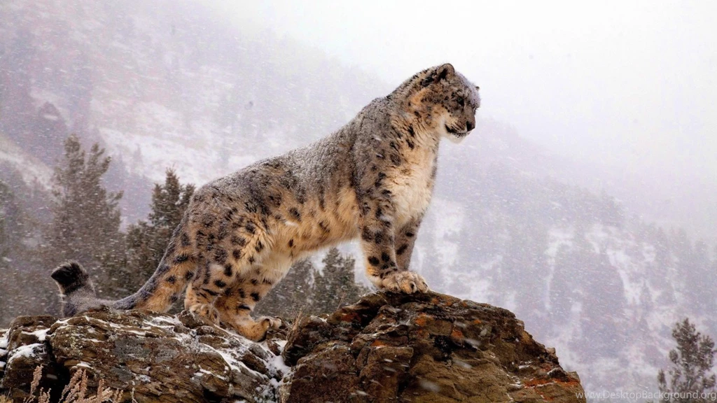Snow Leopard Wallpapers HD Pictures