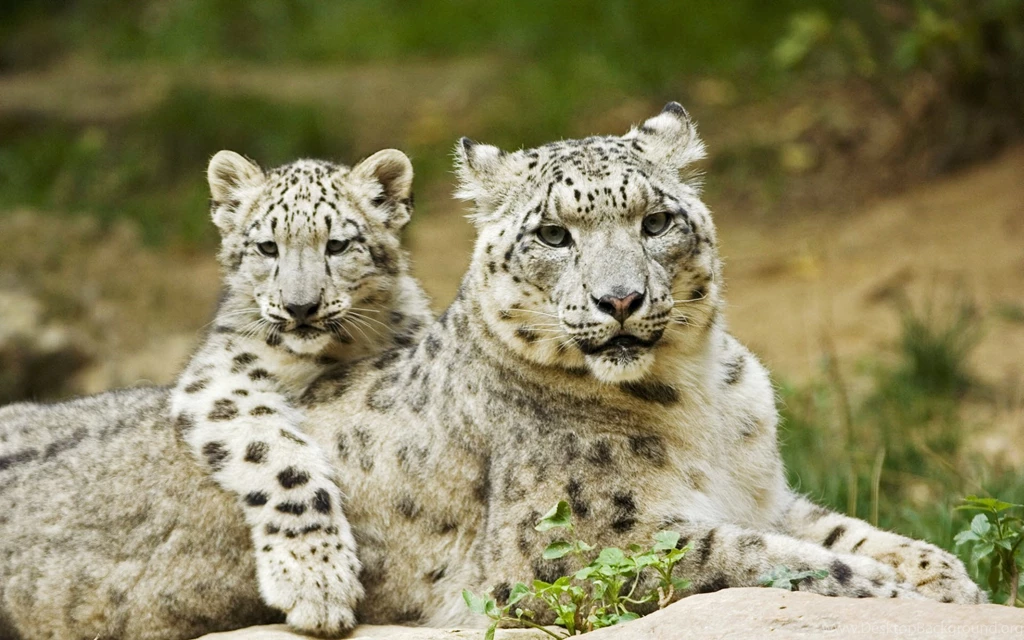 Free Snow Leopard Wallpapers