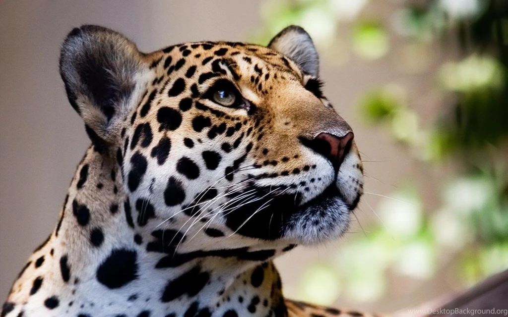 Leopard Free Wallpapers 8110   Amazing Wallpaperz