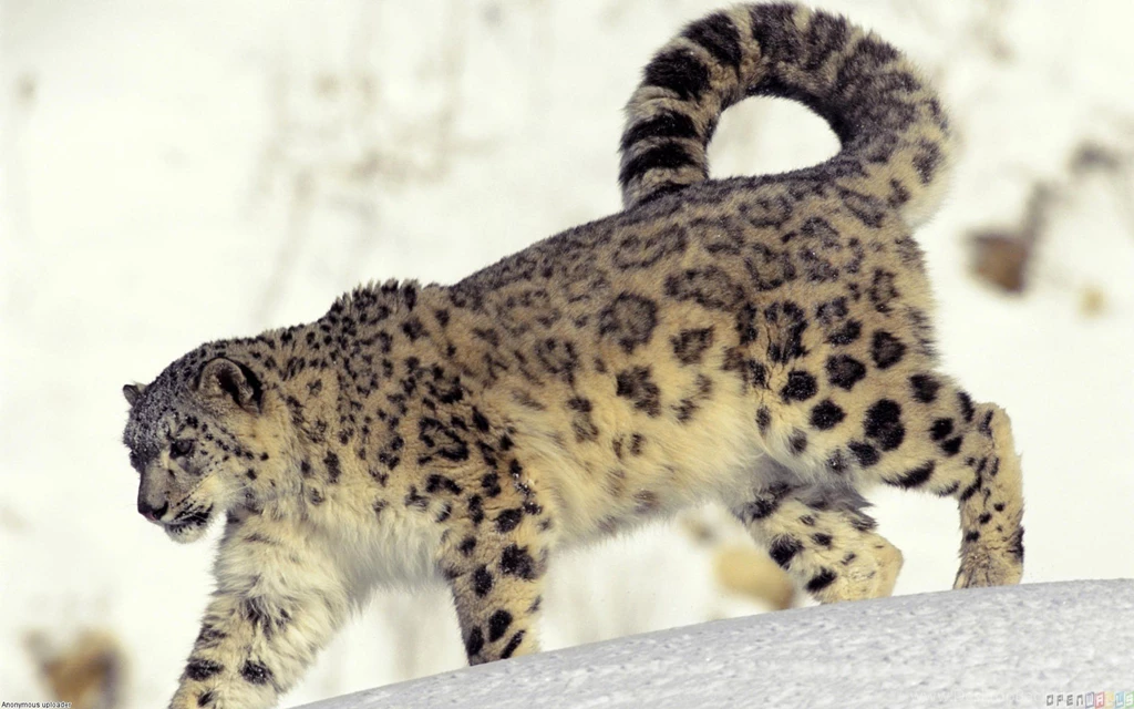 Snow Leopard Wallpapers » WallDevil   Best Free HD Desktop And ...