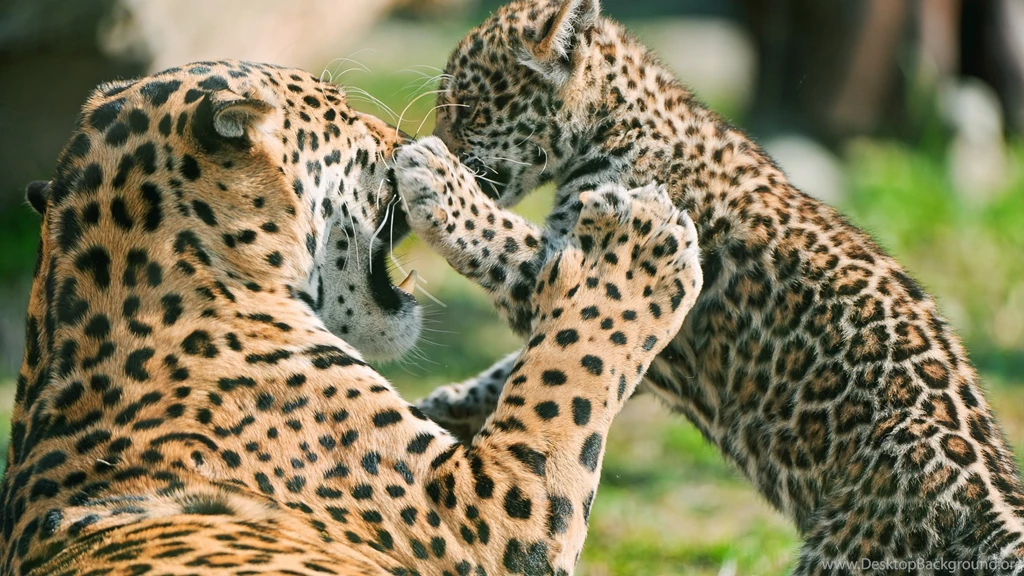 Mother Of Leopard And Baby Hd Desktop Free Wallpapers   Free Hd ...