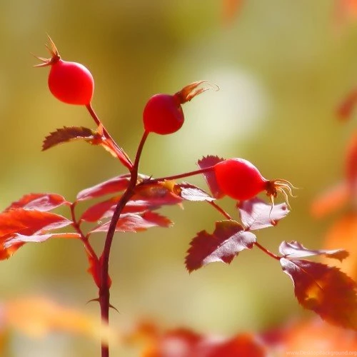 iPad WOD: Rose Hips In Autumn