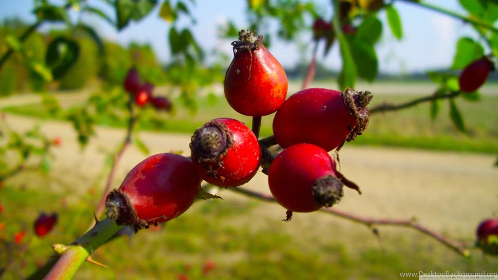 Rose Hips HD Desktop Wallpapers : High Definition