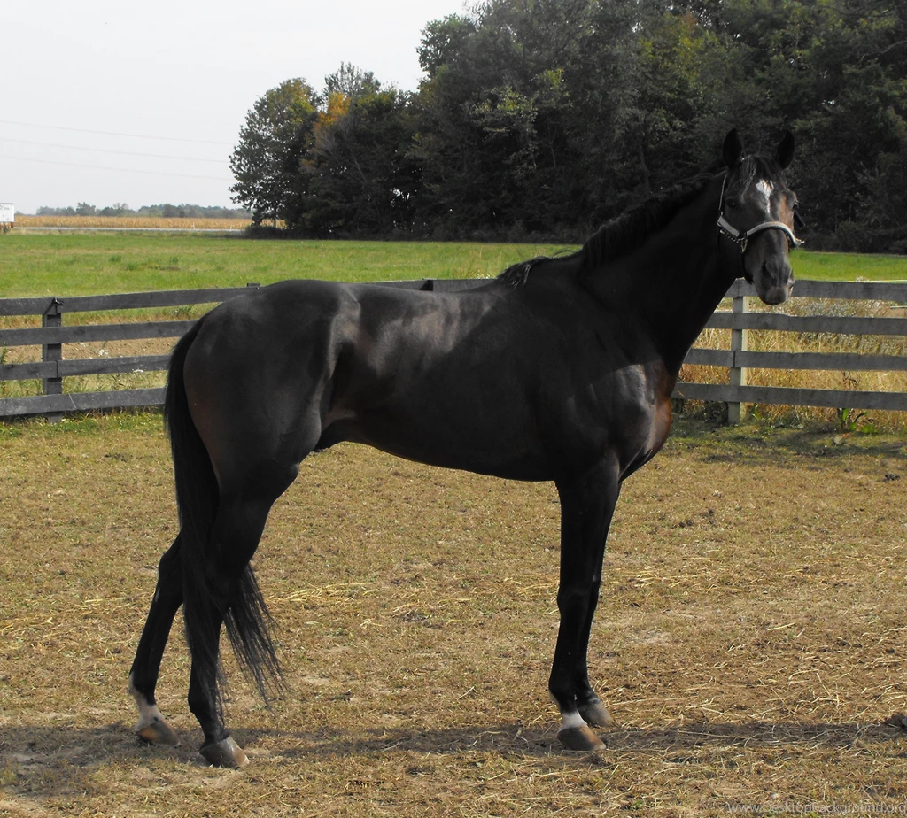 Horses: Thoroughbred Named Brown Bay Beautie Dress Hips Huge ...