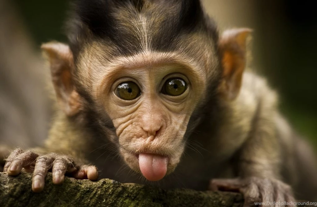 Baby Monkey Wallpapers Wallpapers Cave