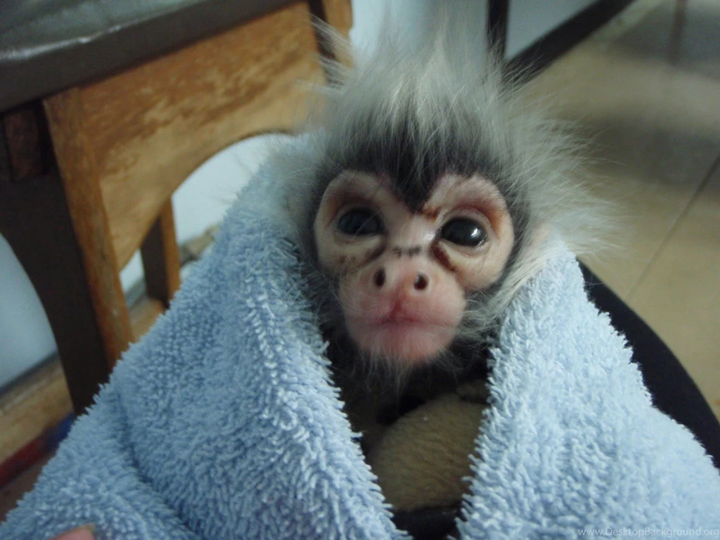 15 Http:imagesci Com Cute Baby Spider Monkeys 9973 Hd Wallpapers ...