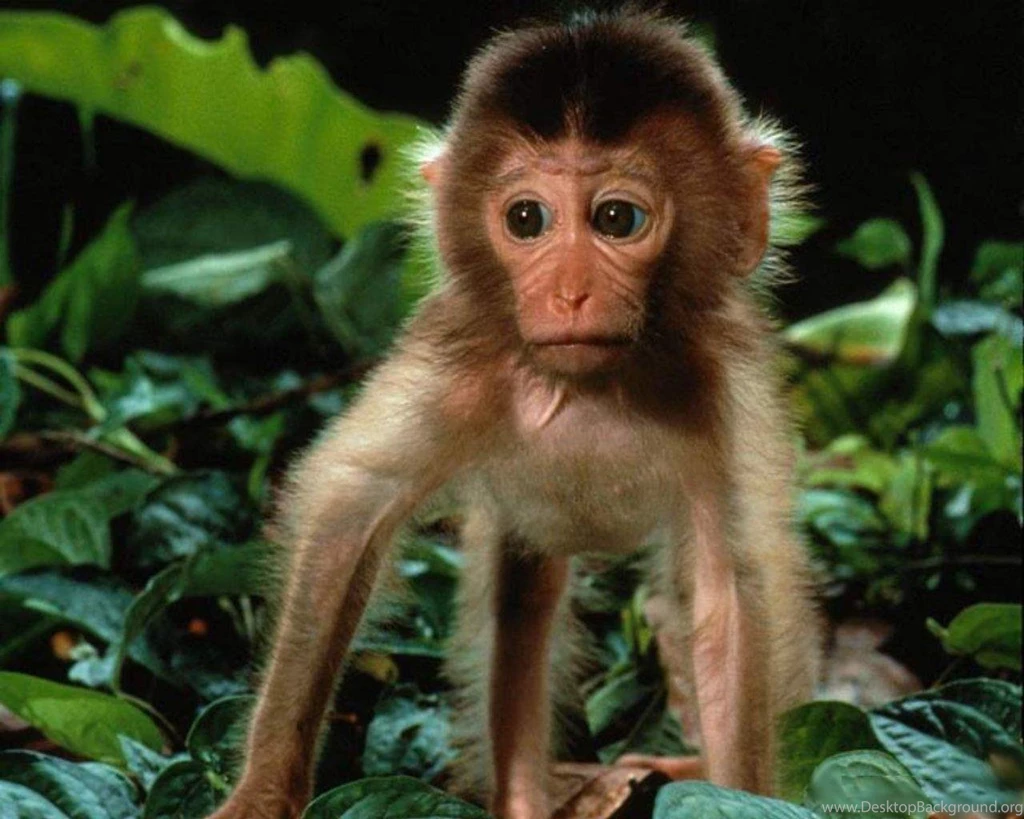 Unique Animals Blogs: Baby Monkey Wallpapers, Monkey Baby Funny ...