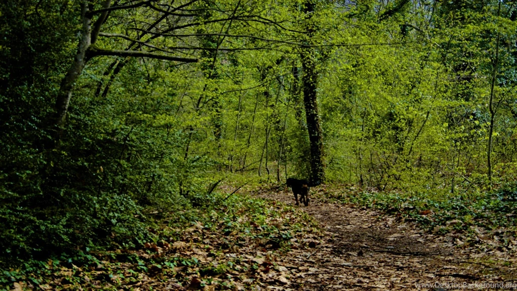 Nature Forest Greece Macedonia Wallpapers