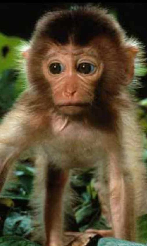 Monkey Image
