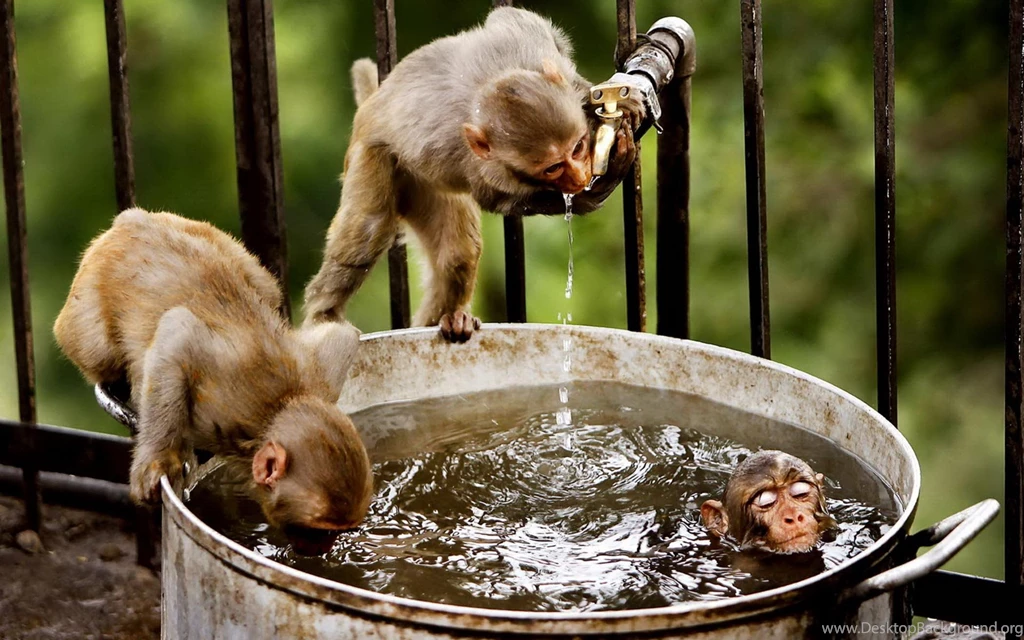 Free Monkey Wallpapers Wallpapers Cave